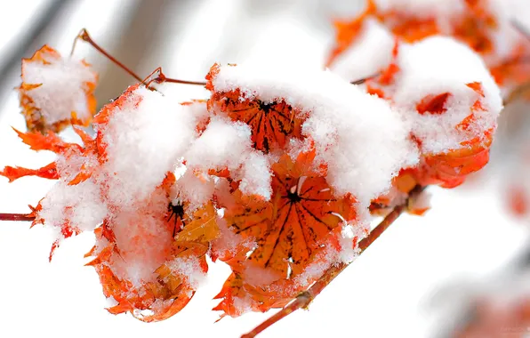 Winter, autumn, foliage, winter, Fire and snow