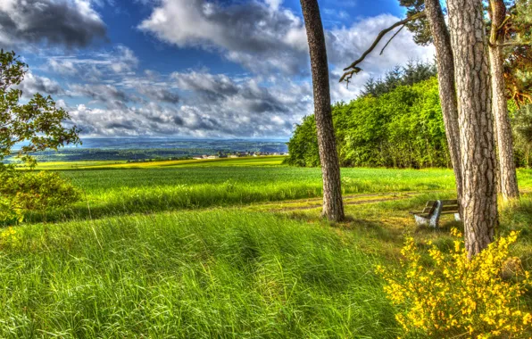 Greens, field, summer, the sky, nature, paint, HDR, summer