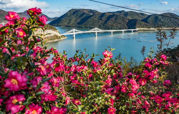 Flowers, mountains, bridge, Strait, Japan