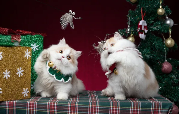 Cats, the game, toys, legs, feathers, Christmas, kittens, gifts