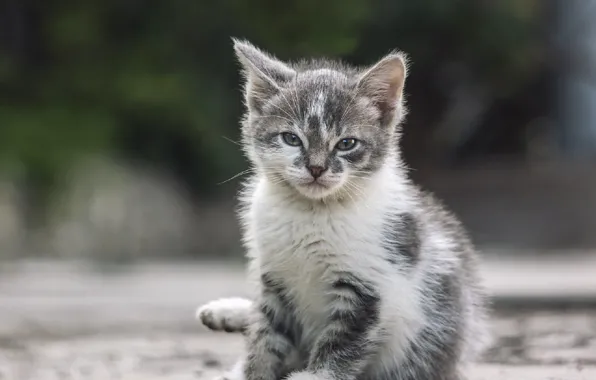 Picture eyes, baby, kitty