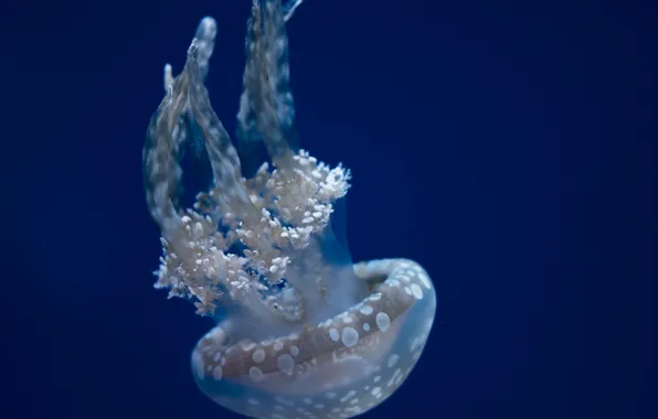 Picture blue, aquarium, Medusa