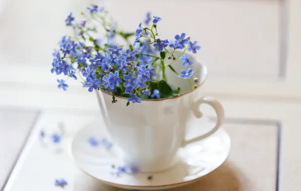 Picture blur, Cup, forget-me-nots
