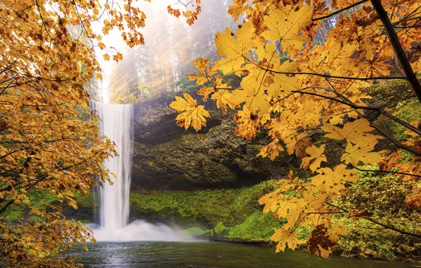 Autumn, forest, light, branches, rocks, shore, foliage, yellow leaves
