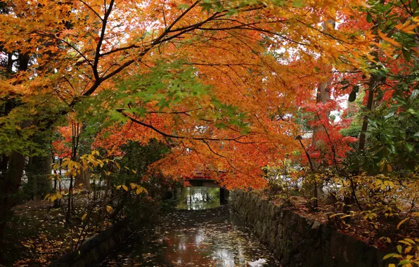 Autumn, trees, bridge, Park, channel