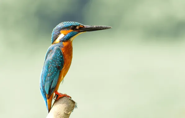 Picture bird, kingfisher, alcedo atthis, common Kingfisher