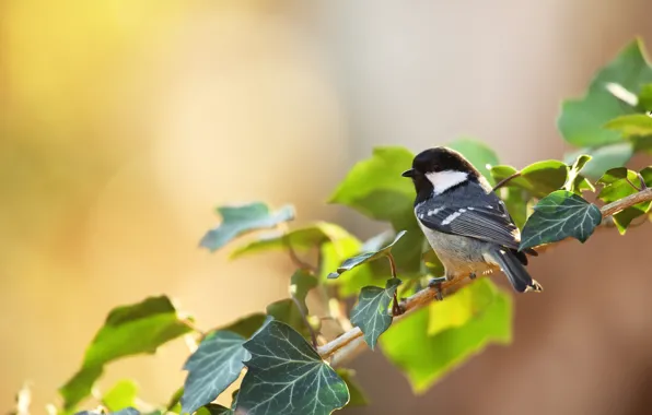 Picture leaves, branches, background, bird, titmouse, tit