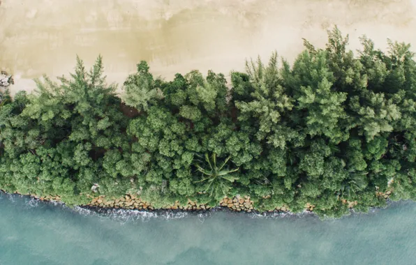 Sand, sea, beach, palm trees, the ocean, coast, Singapore, resort