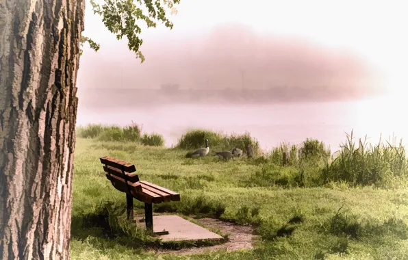 Fog, river, duck, bench