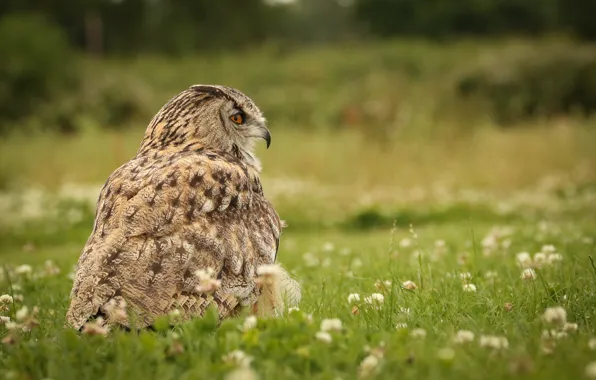 Nature, owl, bird, weed