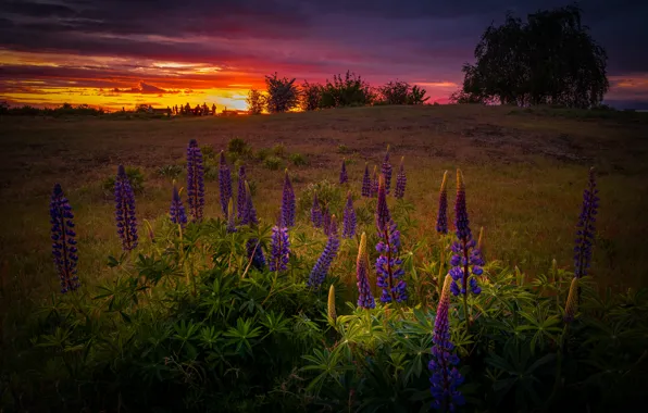 Field, summer, sunset, flowers, the evening, lupins