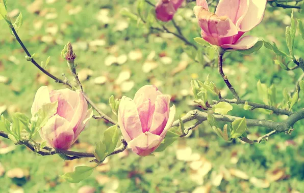 Light, green, branch, spring, garden, flowering, blossom, macro