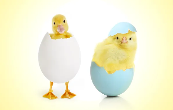 Egg, chicken, kids, Chicks, duck