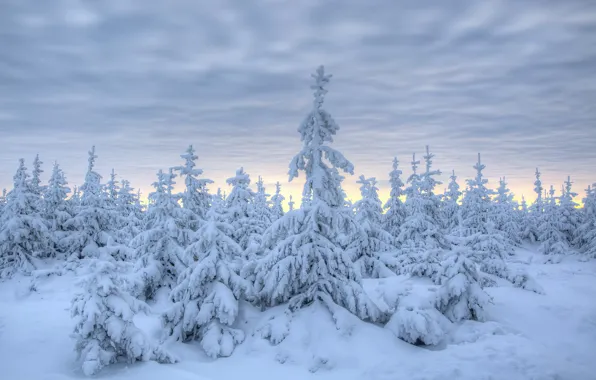 Winter, snow, trees, spruce