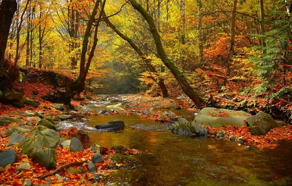 Autumn, Trees, Forest, Stones, Fall, Foliage, River, Autumn