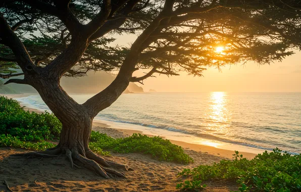 Water, sunset, tree, shore, wallpaper, sunset, water, tree