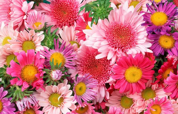 Picture flowers, beautiful, bright, flowers, a lot, colorful
