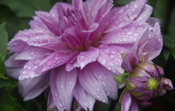 Picture flower, drops, macro, nature, background, rain, Wallpaper, plant