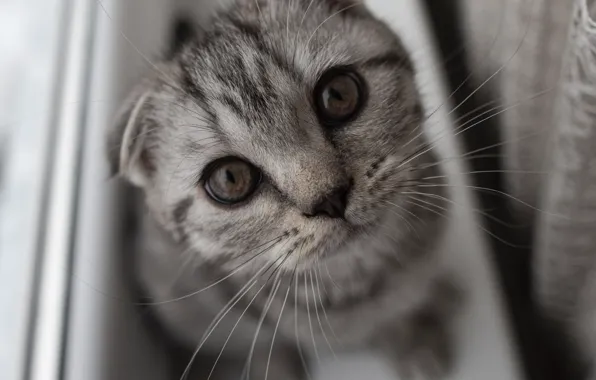 Cat, cat, look, kitty, grey, fold, window, sill