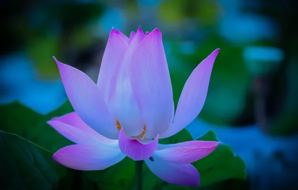 Tenderness, petals, Lotus