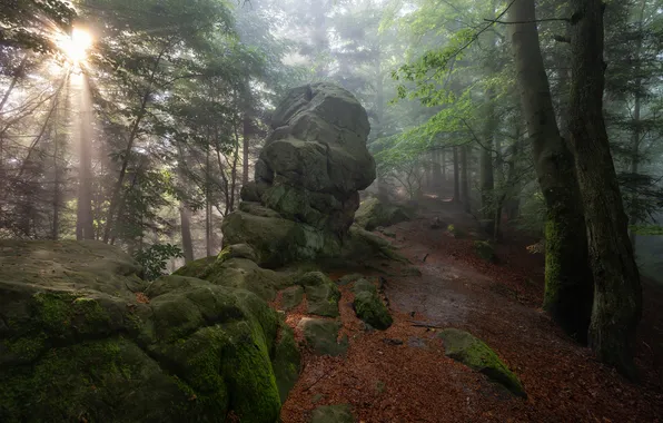 Forest, trees, stone, beauty, thicket, haze, rays of light, boulder