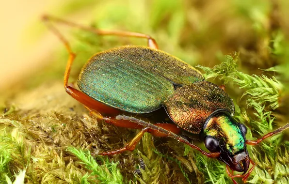 Look, macro, green, background, moss, beetle, hairy, insect