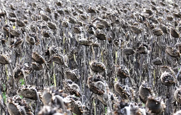 Autumn, sunflowers, nature