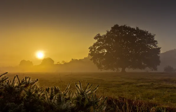 Picture field, summer, fog, tree, dawn, morning