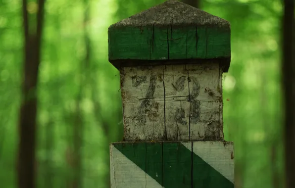 Forest, plants, post, bokeh