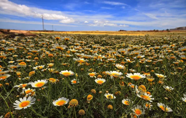 Field, the sky, chamomile