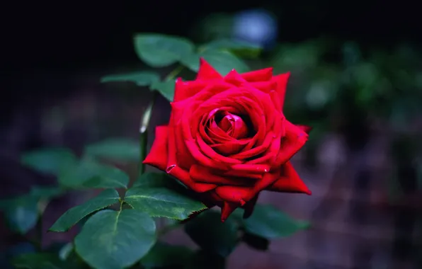 Flower, leaves, night, the dark background, background, rose, Bud, red