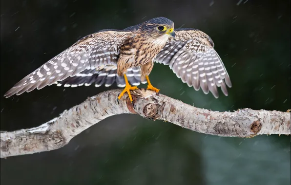 Picture look, snow, tree, bird, wings, Falcon