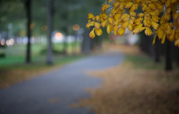 Autumn, leaves, macro, the city, glare, Park, tree, the evening