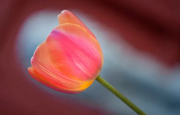 Picture macro, petals, stem, tulips
