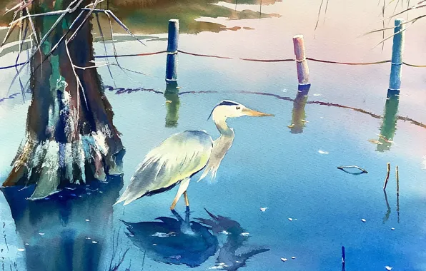 Nature, pond, Heron