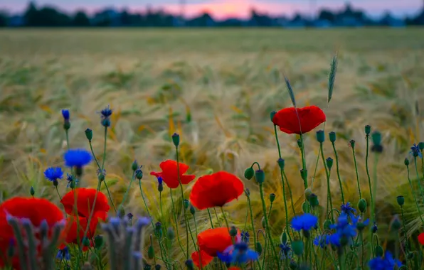 Field, summer, flowers, rye, Maki, meadow, red, ears
