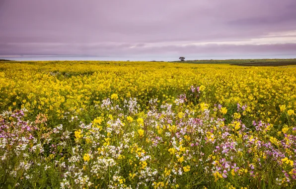 Field, summer, the sky, clouds, flowers, yellow, meadow, rape
