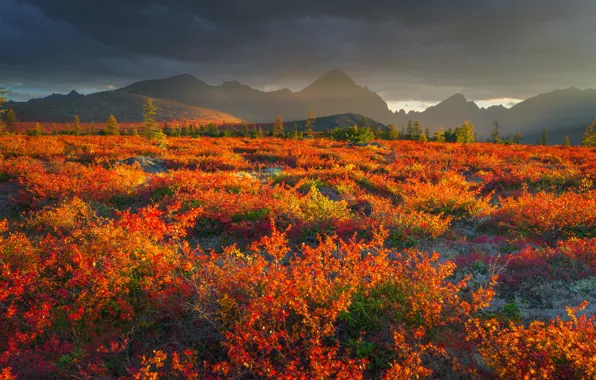 Autumn, landscape, mountains, nature, fog, vegetation, plateau, shrubs