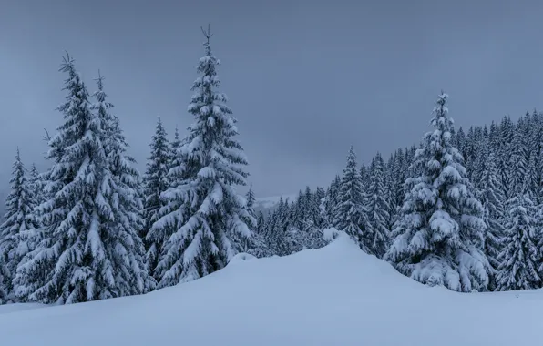 Winter, snow, trees, landscape, mountains, tree, forest, landscape