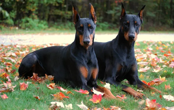 Picture leaves, brothers, park, autumn, Dogs, Animals, Dobermans, Two