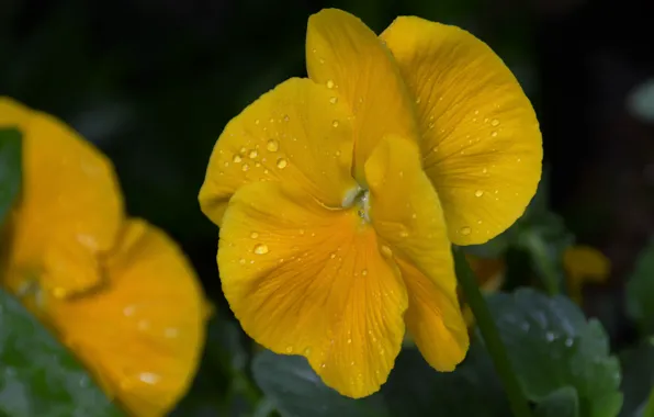 Picture flower, drops, macro, yellow, flower, yellow, macro, drops