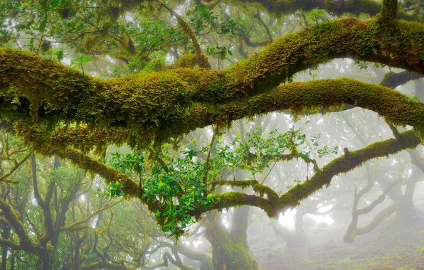 Leaves, trees, branches, fog, Portugal, Laurel, Madeira Natural Park