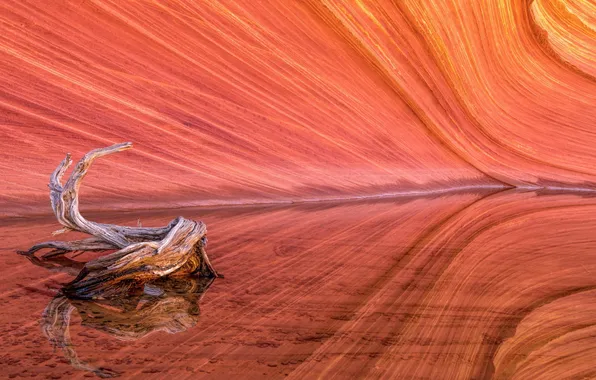 Picture Coyote Buttes, Wave, Red Rock