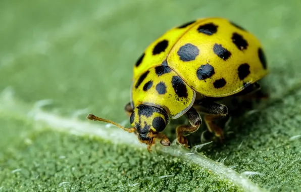 Macro, leaf, ladybug, beetle, yellow