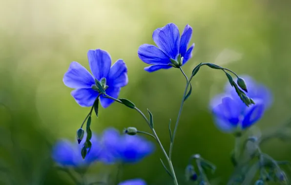 Picture flowers, stems, petals, buds, bokeh