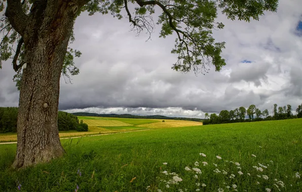 Greens, field, forest, summer, the sky, grass, clouds, flowers