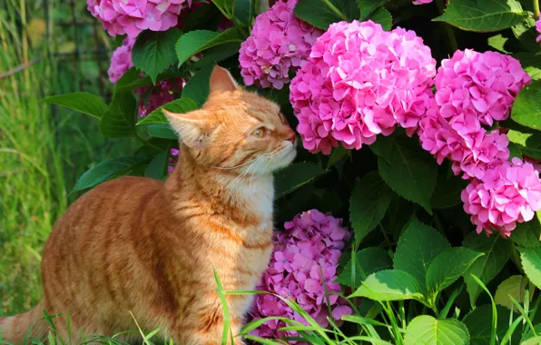 Picture summer, cat, cats, nature, hydrangea, cottage, red cat, Stepan