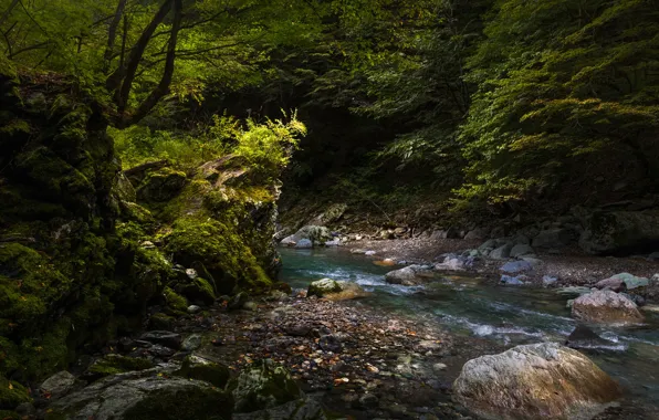 Forest, trees, stream, stones, moss, Japan, Iya Valley