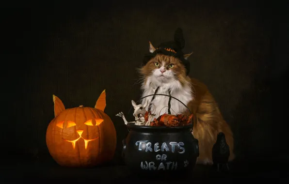 Autumn, cat, cat, look, face, pose, the dark background, table