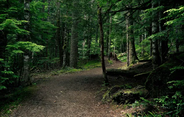 Forest, trees, nature, USA, path, National Park mount Rainier